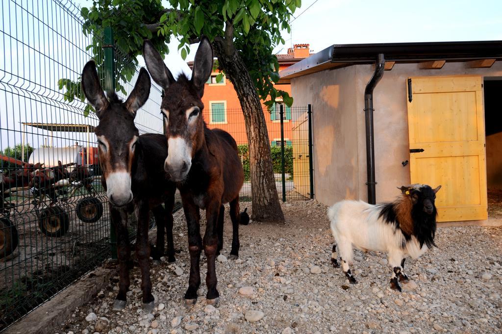 Agriturismo Al Barco Pensionat Sommacampagna Eksteriør billede