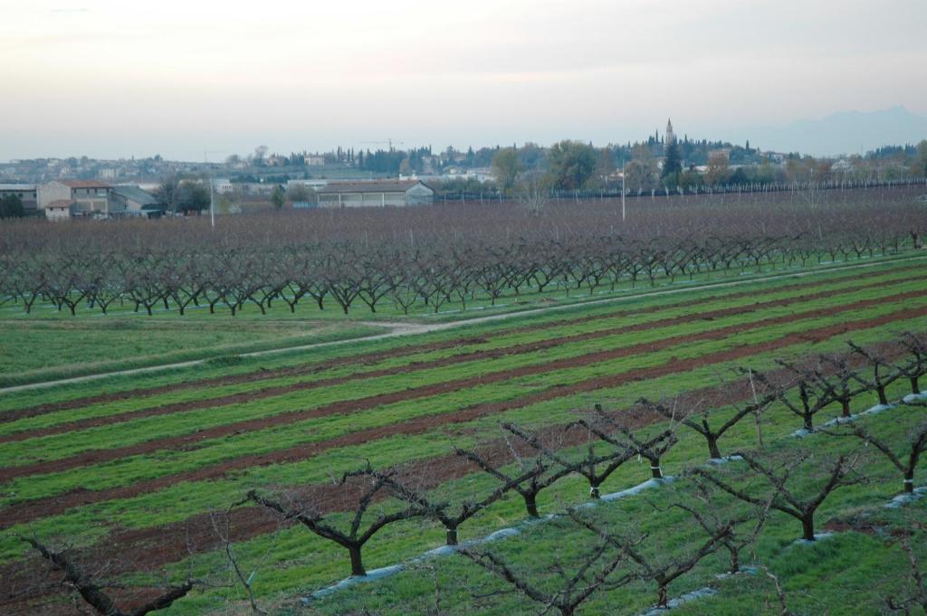 Agriturismo Al Barco Pensionat Sommacampagna Værelse billede